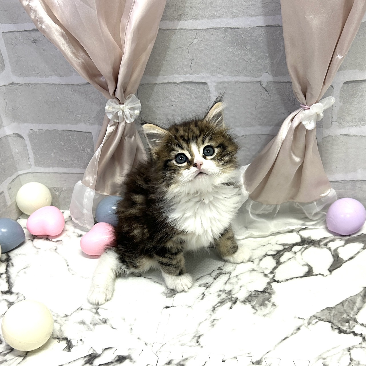 愛知県のノルウェージャンフォレストキャット (犬の家＆猫の里岡崎店/2025年10月5日生まれ/男の子/ブラックタビーホワイト)の子猫の2枚目の画像