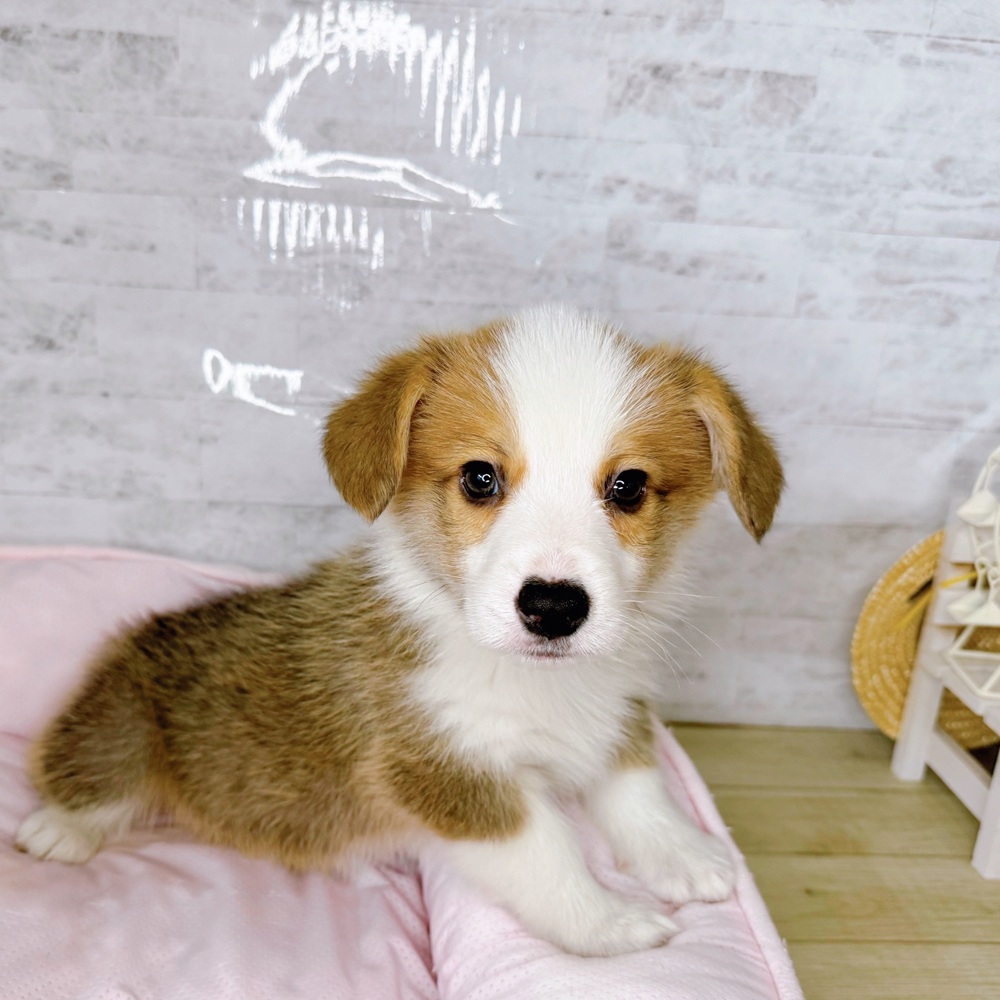 コーギー男の子の写真