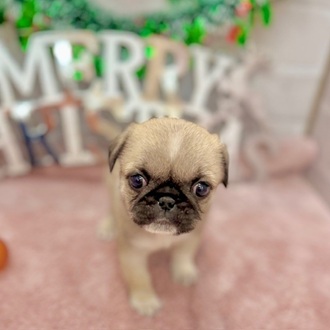 静岡県のペキパグ/パグペキ(ペキニーズ×パグ) (犬の家＆猫の里プレ葉ウォーク浜北店/2025年10月6日生まれ/男の子/フォーン)の子犬の1枚目の画像