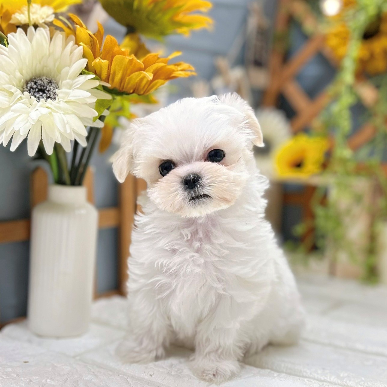 ハーフ犬男の子の写真