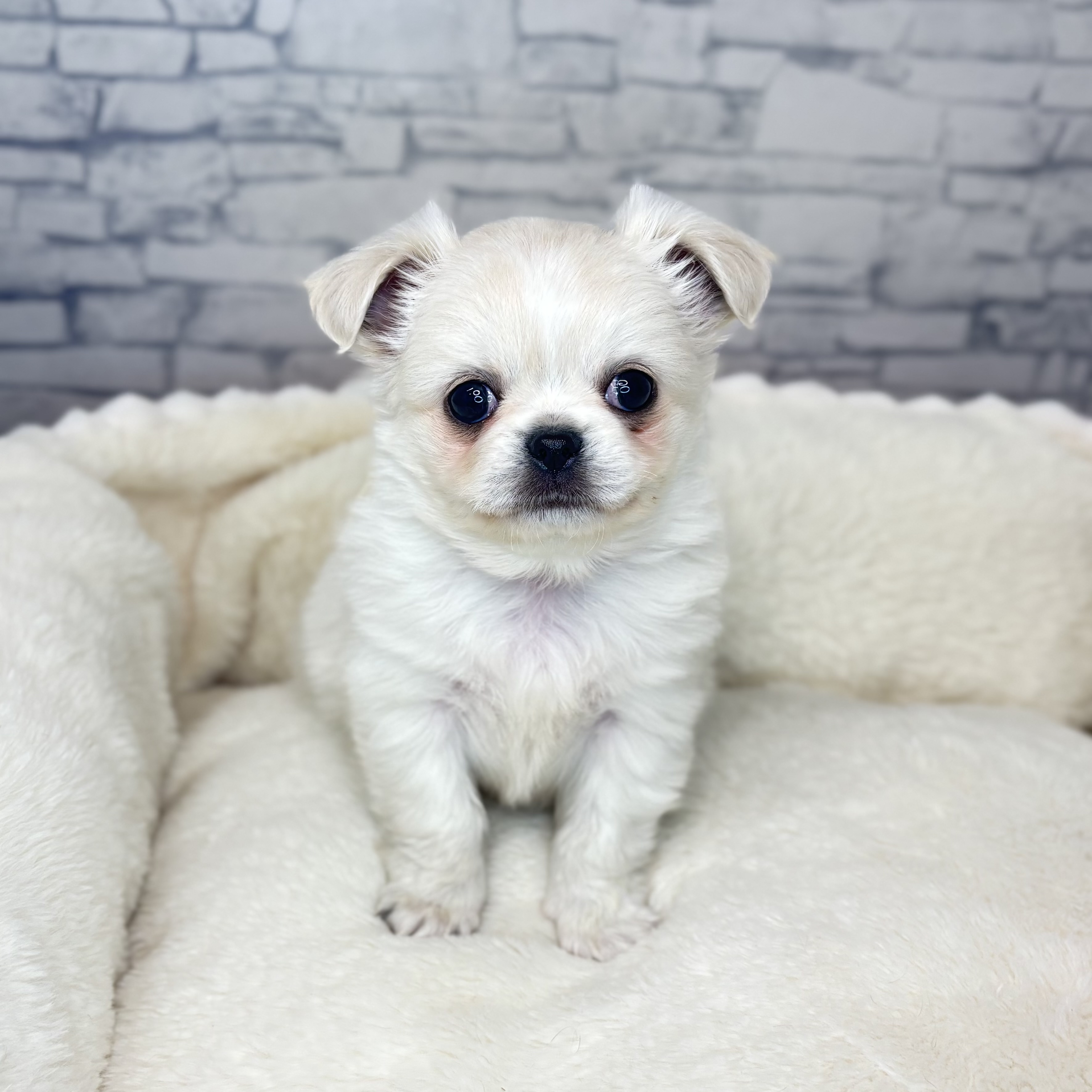 長野県のチワペキ/ペキチー/ペキチワ(チワワ×ペキニーズ) (犬の家＆猫の里長野店/2025年10月5日生まれ/男の子/ホワイト)の子犬の2枚目の画像