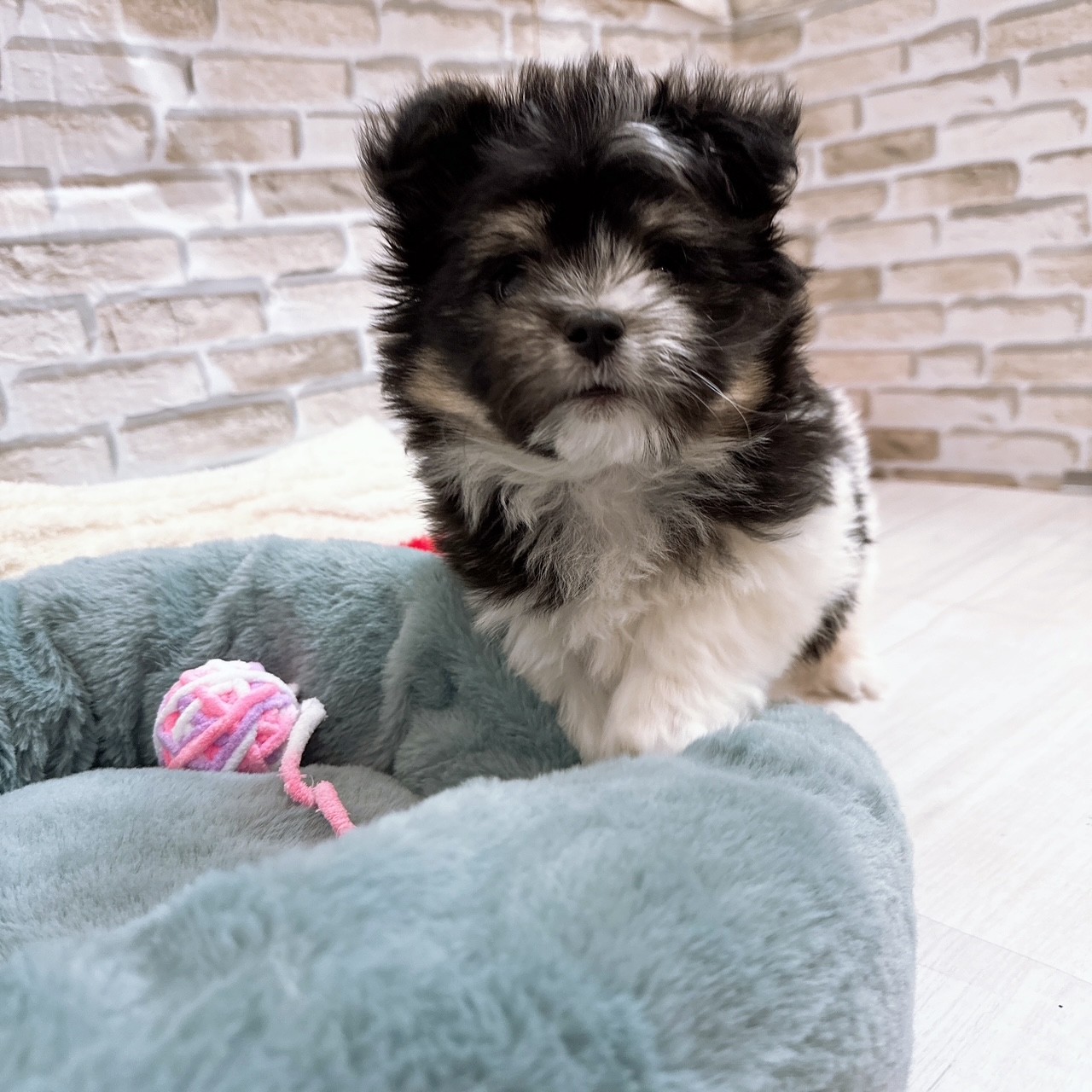 神奈川県のポメマル/マルポメ(ポメラニアン×マルチーズ) (犬の家＆猫の里モザイクモール港北店/2025年10月6日生まれ/男の子/ブラックホワイト)の子犬の2枚目の画像