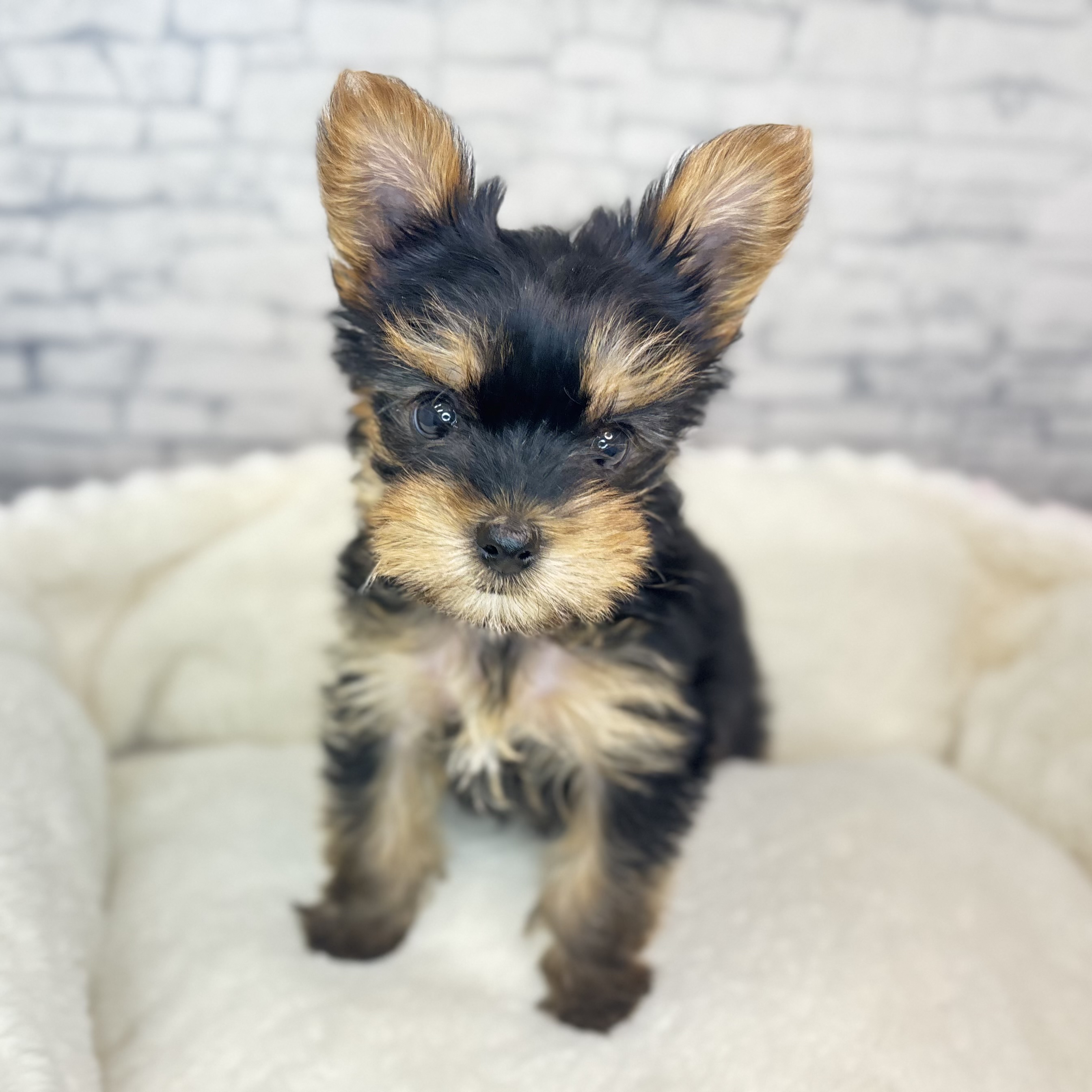 ヨークシャーテリア女の子の写真