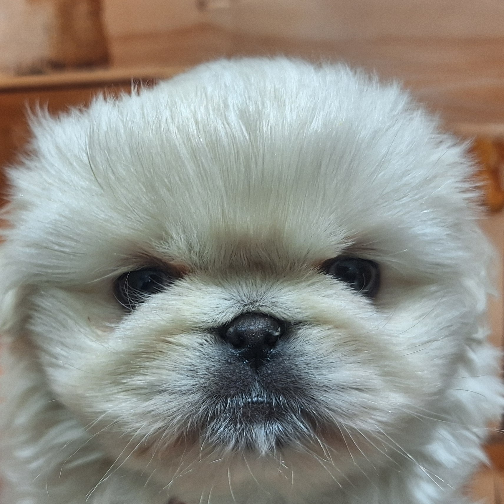 ペキニーズ男の子の写真