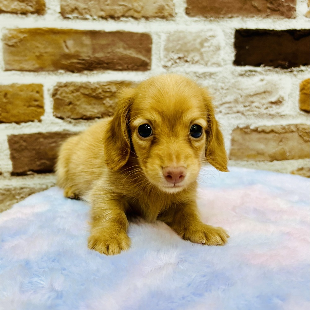 愛知県のカニンヘンダックスフンド(ロング) (犬の家＆猫の里七宝店/2025年10月7日生まれ/男の子/ゴールド)の子犬の2枚目の画像