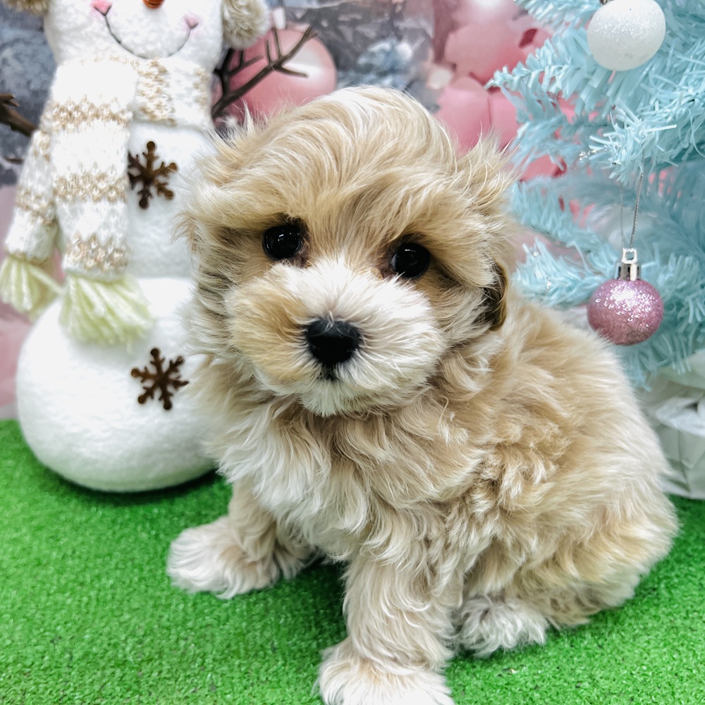 愛知県のマルプー(マルチーズ×プードル) (犬の家＆猫の里名古屋天白店/2025年10月6日生まれ/男の子/アプリコット)の子犬の2枚目の画像