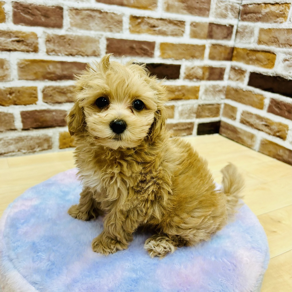 愛知県のマルプー(マルチーズ×プードル) (犬の家＆猫の里七宝店/2025年10月6日生まれ/男の子/アプリコットホワイト)の子犬の2枚目の画像