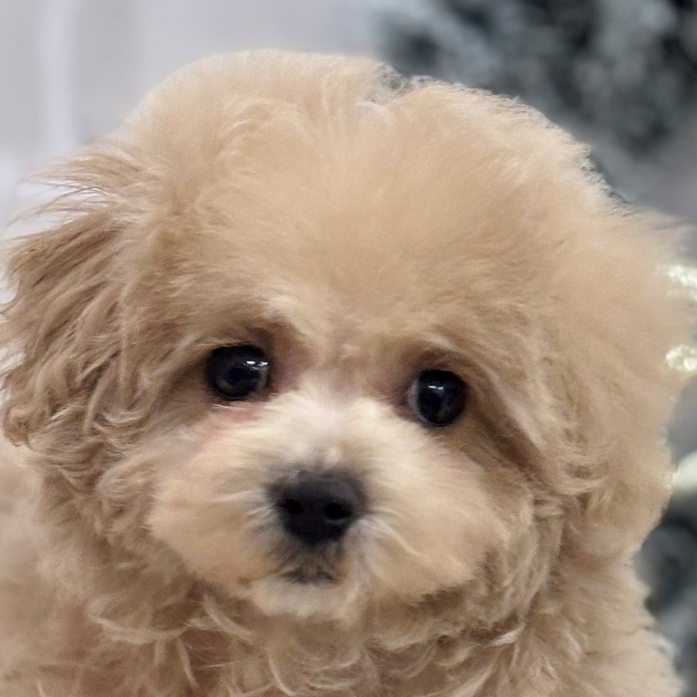 ハーフ犬女の子の写真