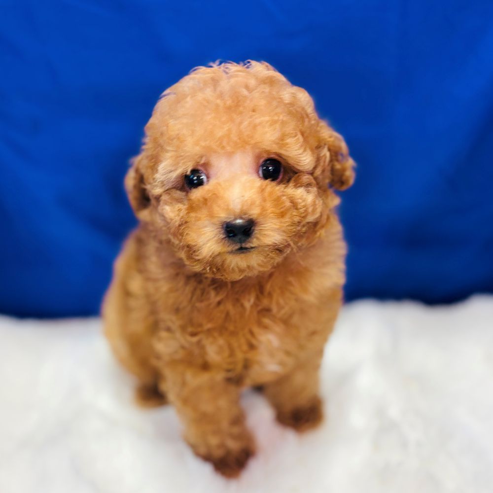 愛知県のトイプードル(トイ) (犬の家＆猫の里愛知刈谷店/2025年10月4日生まれ/男の子/レッド)の子犬の2枚目の画像