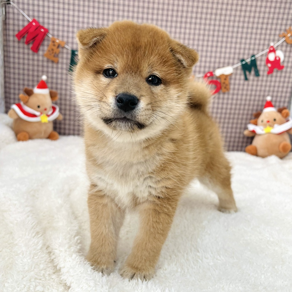 愛知県の柴犬(標準サイズ) (犬の家＆猫の里エアポートウォーク店/2025年10月8日生まれ/男の子/赤)の子犬の2枚目の画像