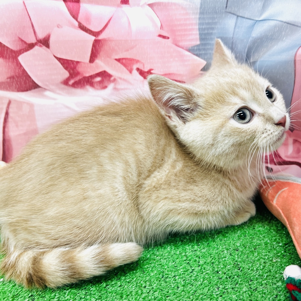 愛知県のマンチカン (犬の家＆猫の里名古屋天白店/2025年10月6日生まれ/男の子/クリーム)の子猫の2枚目の画像