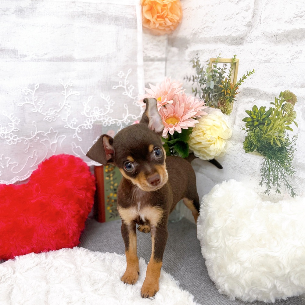 京都府のチワピン(チワワ×ミニチュアピンシャー) (犬の家＆猫の里京都樟葉店/2025年10月9日生まれ/男の子/チョコレートタン)の子犬の2枚目の画像