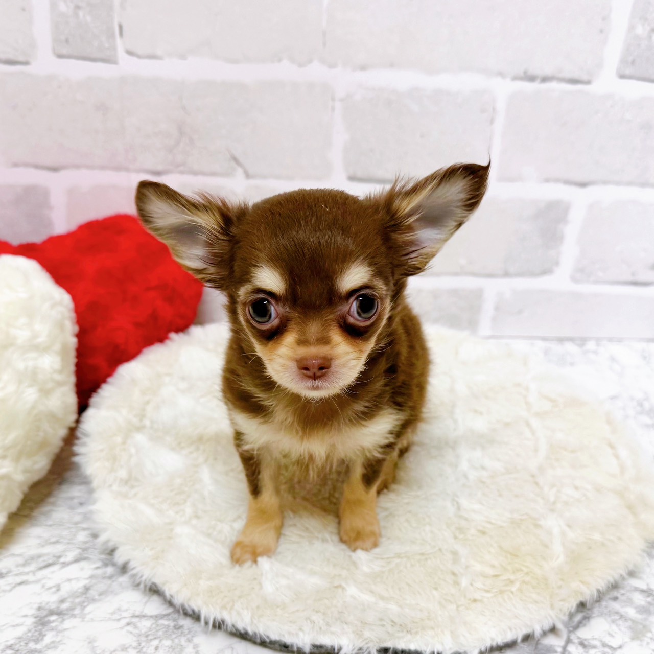 京都府のチワワ(ロング) (犬の家＆猫の里京都精華店/2025年10月8日生まれ/女の子/チョコレートクリーム)の子犬の2枚目の画像