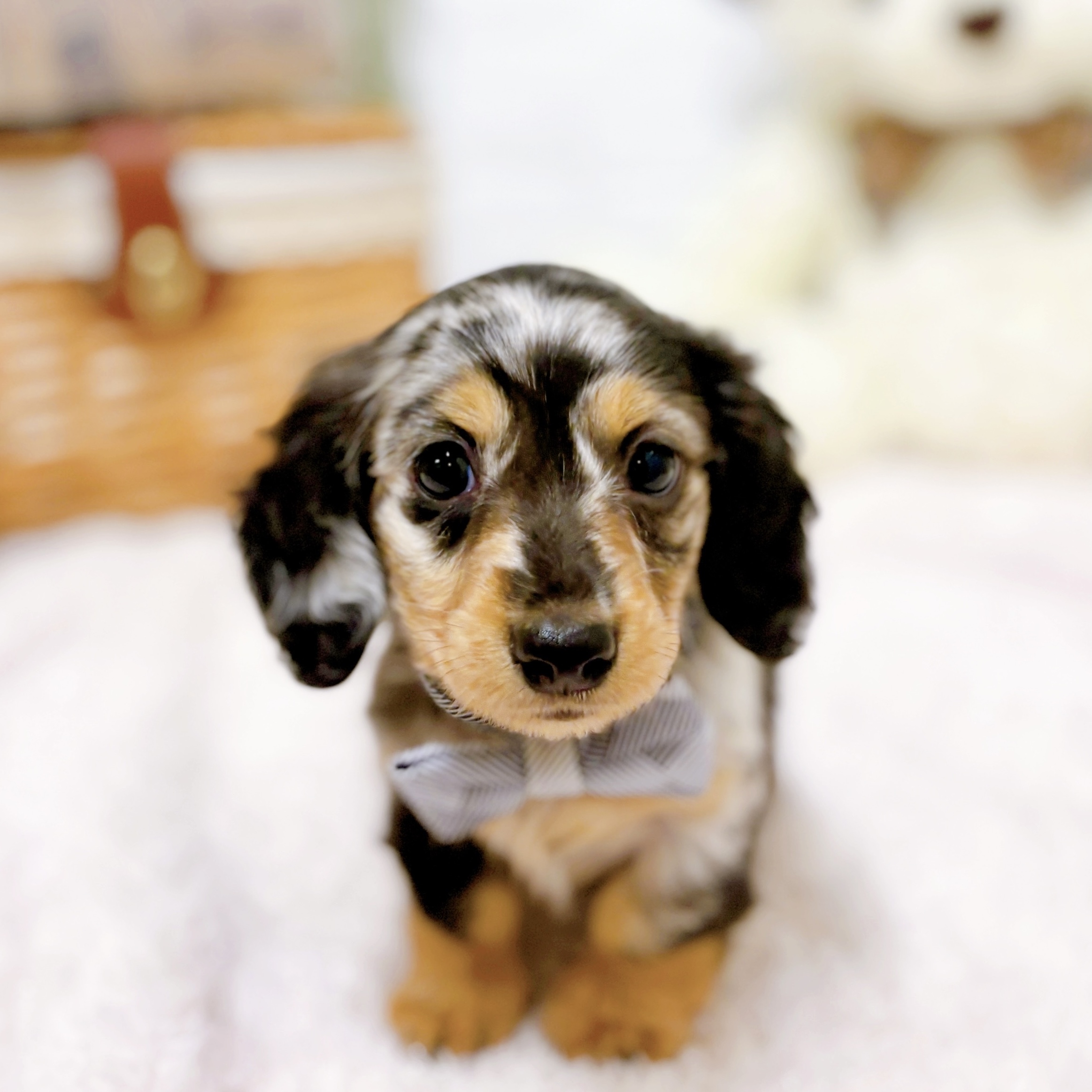 ミニチュアダックスの子犬一覧 | ペットショップ 犬の家&猫の里 | 子犬