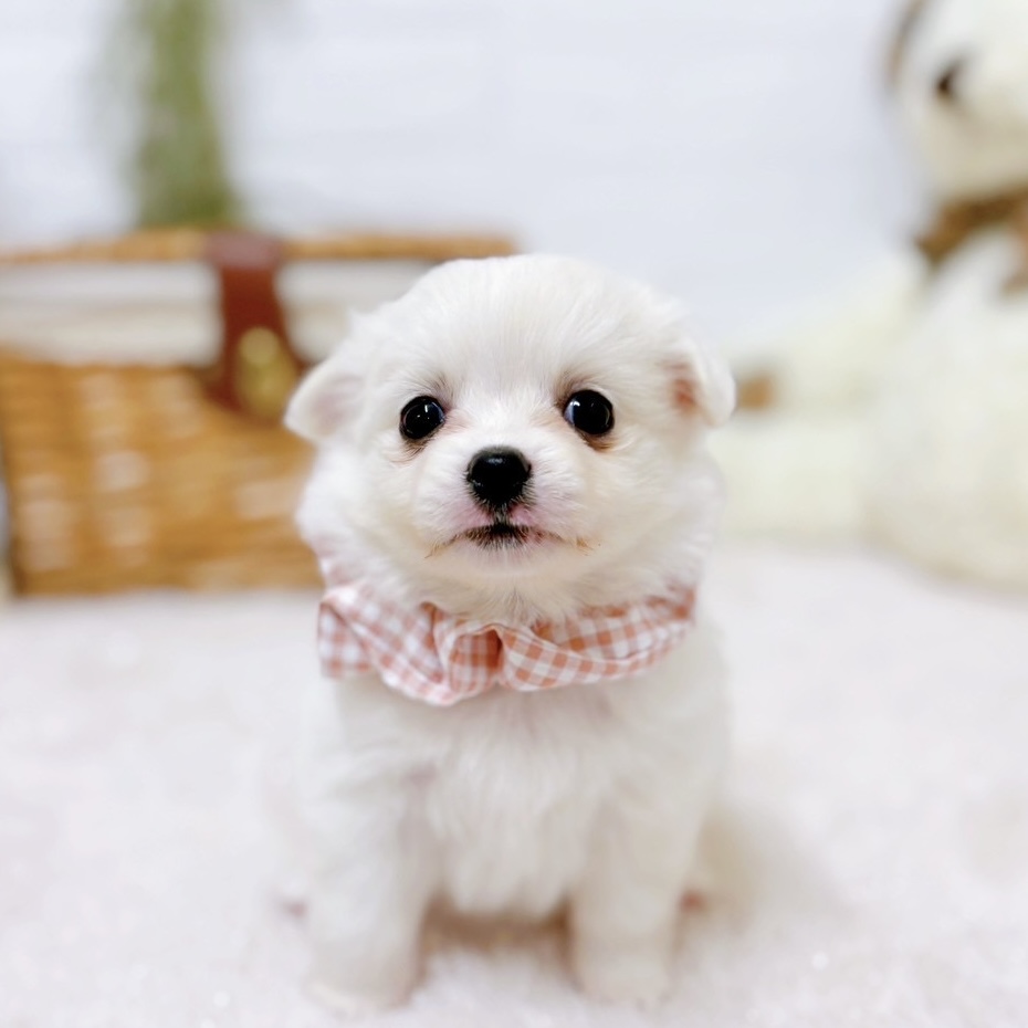 ハーフ犬女の子の写真