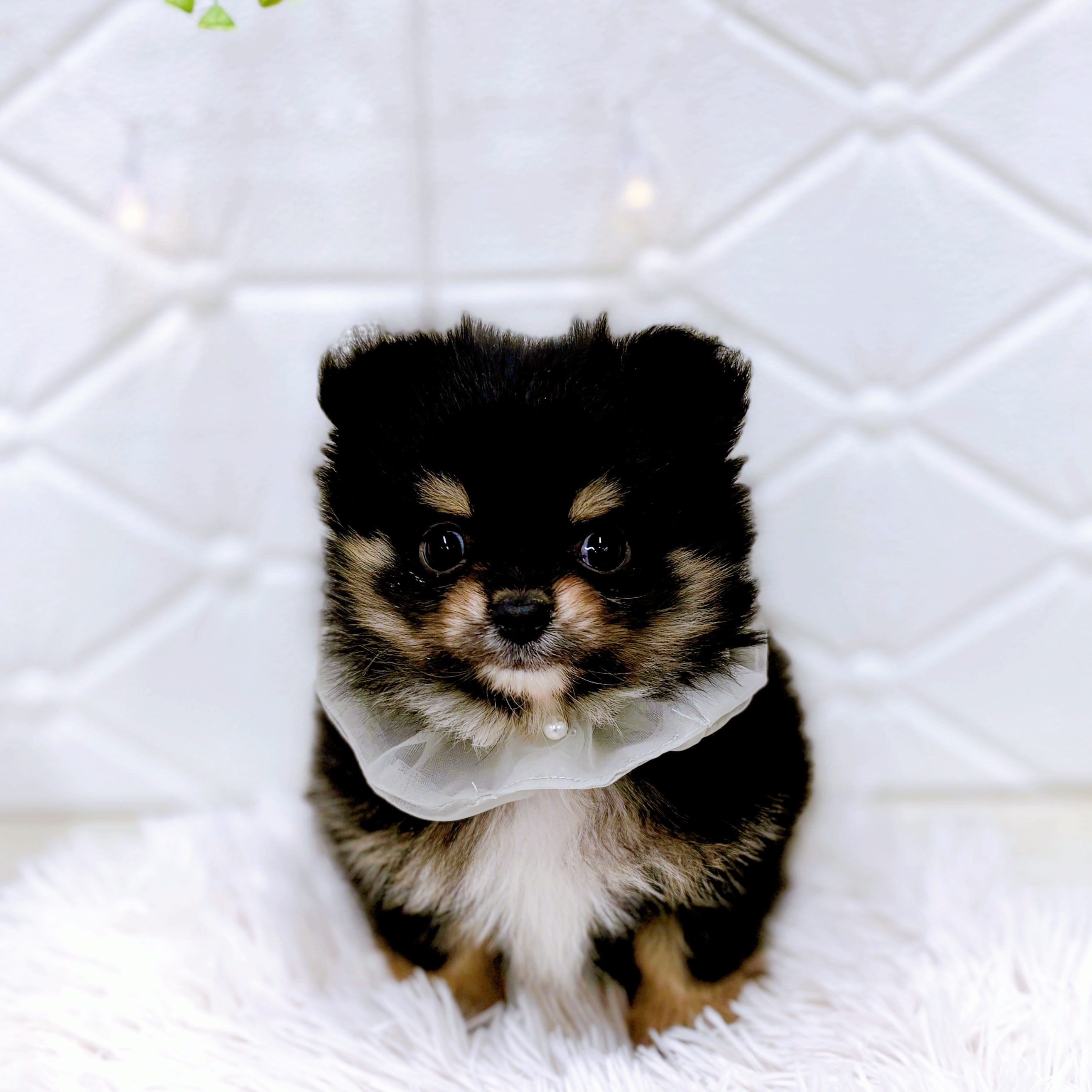 ハーフ犬男の子の写真