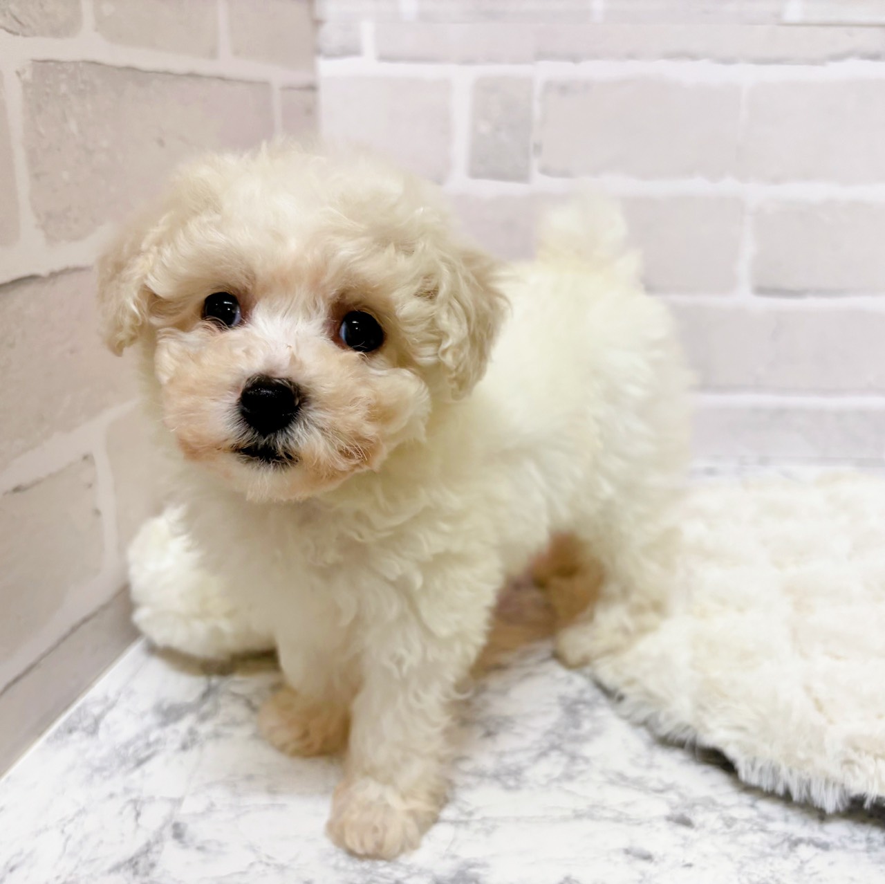 京都府のビションプー(ビションフリーゼ×プードル) (犬の家＆猫の里京都精華店/2025年10月9日生まれ/女の子/ホワイト)の子犬の2枚目の画像