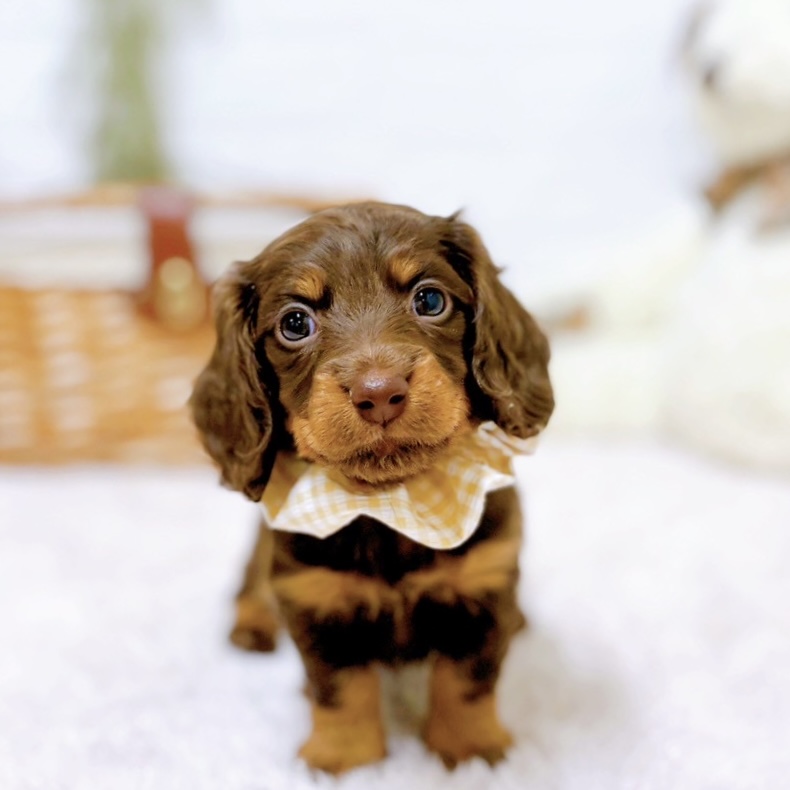 ミニチュアダックスフンド(ロング)(ブラウンタン)の子犬を価格や特徴で