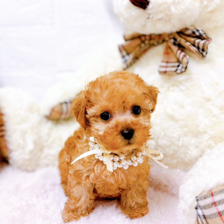 ティーカッププードル女の子の写真