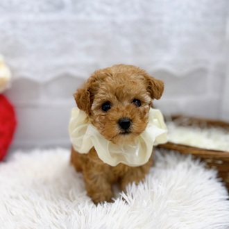 滋賀県のトイプードル(ティーカップ) (犬の家＆猫の里長浜店/2025年10月8日生まれ/女の子/オレンジフォーン)の子犬の2枚目の画像