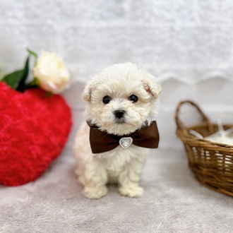 滋賀県のマルプー(マルチーズ×プードル) (犬の家＆猫の里長浜店/2025年10月7日生まれ/女の子/ホワイト)の子犬の2枚目の画像