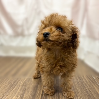 兵庫県のトイプードル(トイ) (犬の家＆猫の里カナート西神戸店/2025年10月6日生まれ/女の子/レッドフォーン)の子犬の2枚目の画像