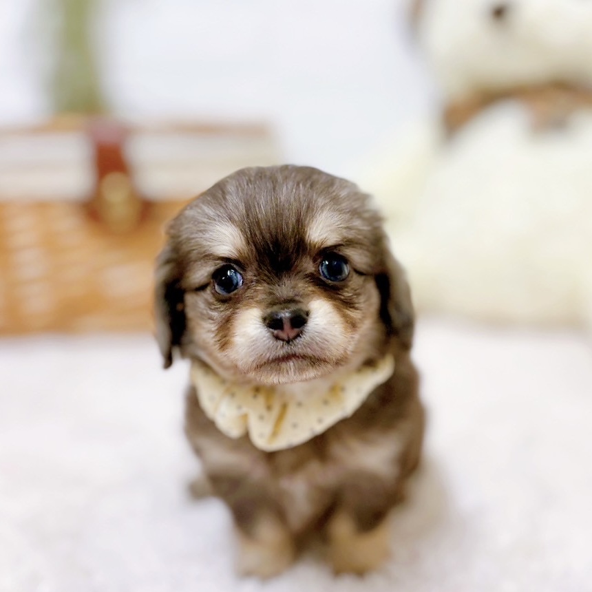 ハーフ犬女の子の写真