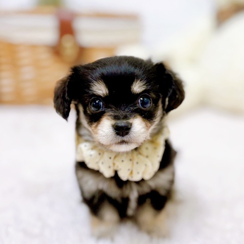 ハーフ犬女の子の写真