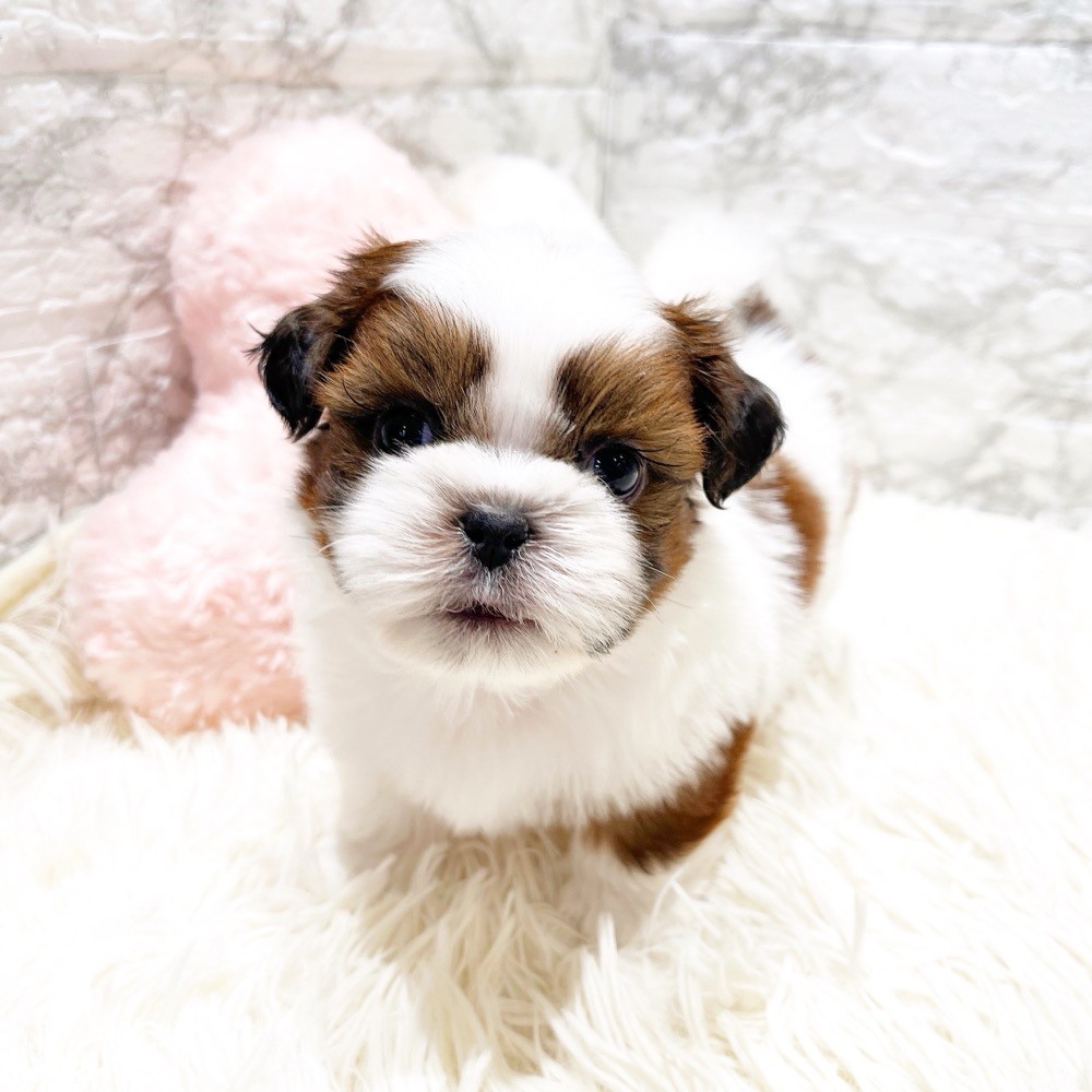 シーズー男の子の写真