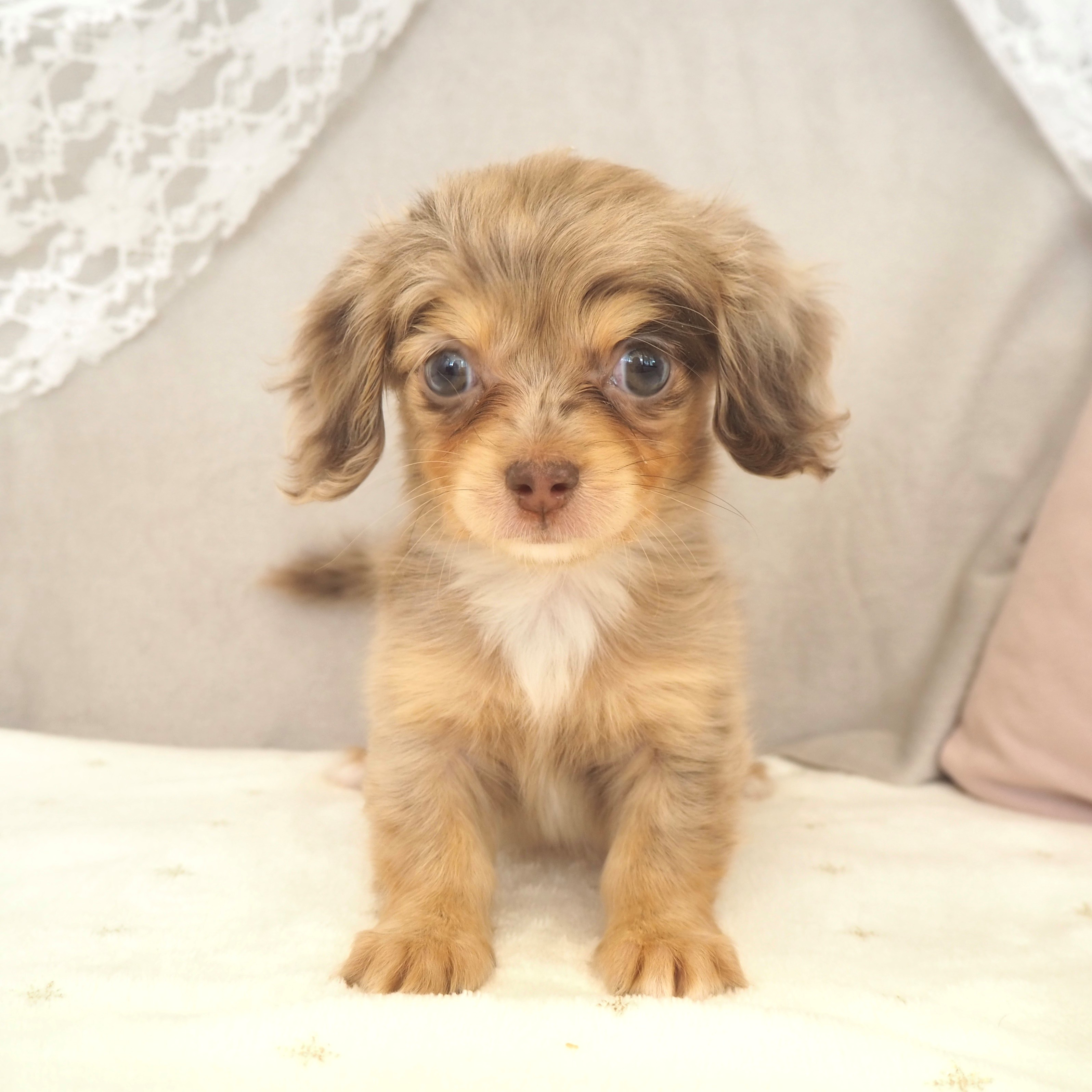 ハーフ犬女の子の写真