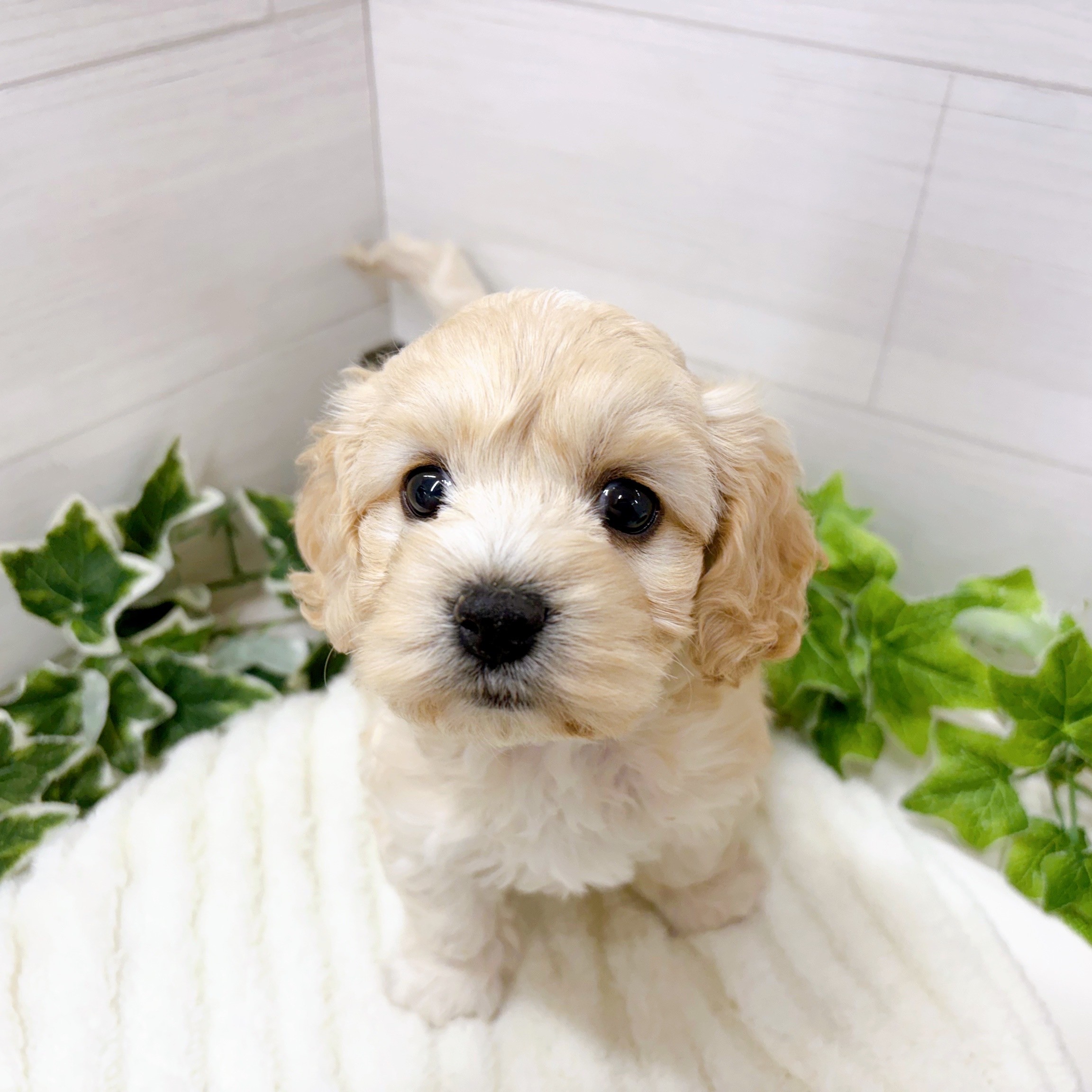 石川県のハーフ犬・ミックス犬 (犬の家＆猫の里アミーゴ金沢おこばた店/2025年10月10日生まれ/女の子/クリームホワイト)の子犬の2枚目の画像