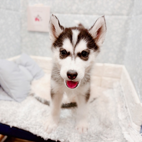 福井県のシベリアンハスキー (犬の家＆猫の里福井店/2025年9月25日生まれ/女の子/ブラックホワイト)の子犬の2枚目の画像