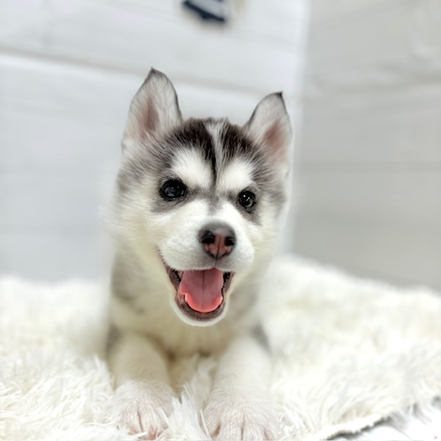 シベリアンハスキー女の子の写真