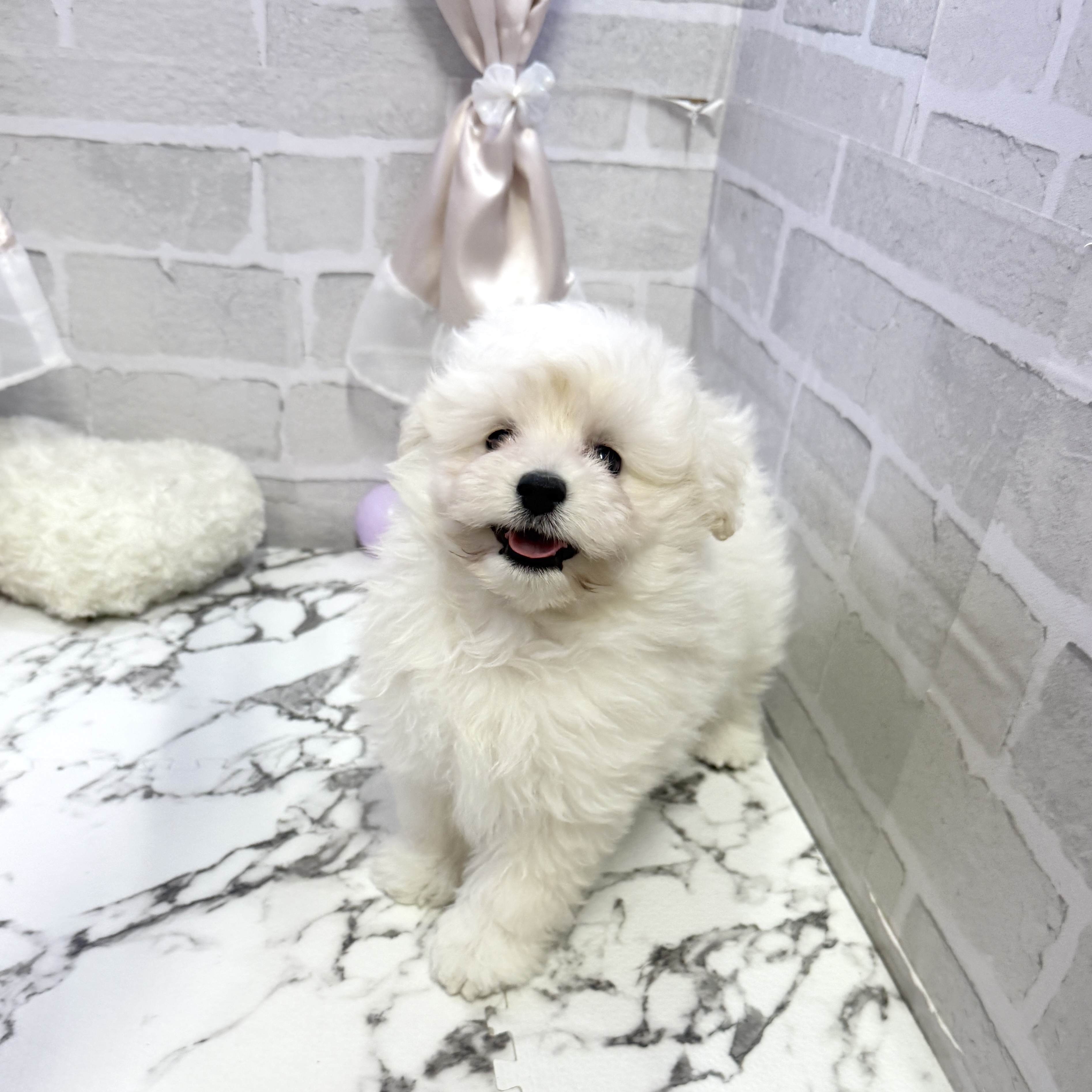 愛知県のポメプー(ポメラニアン×プードル) (犬の家＆猫の里岡崎店/2025年10月7日生まれ/男の子/クリーム)の子犬の2枚目の画像