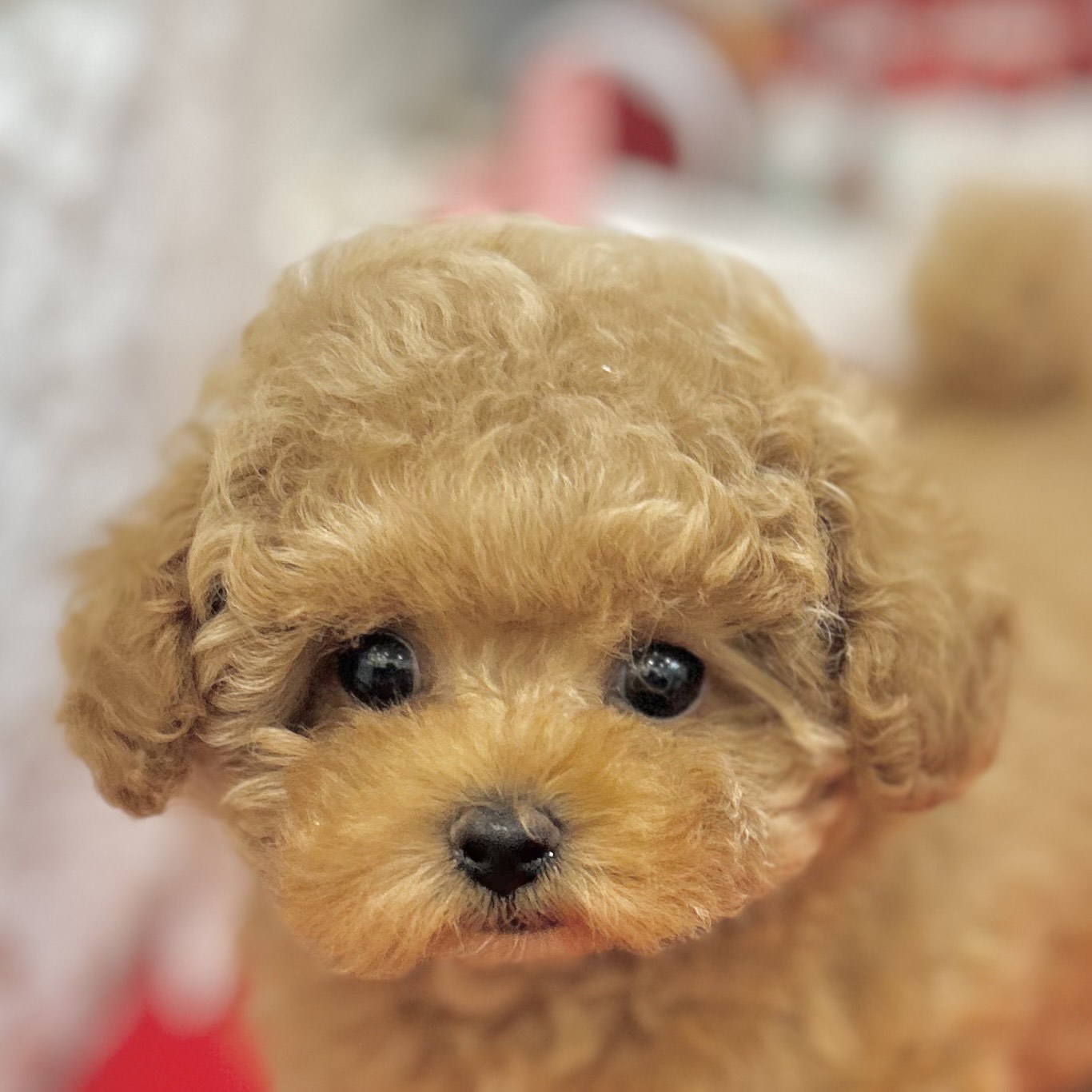 ティーカッププードル女の子の写真