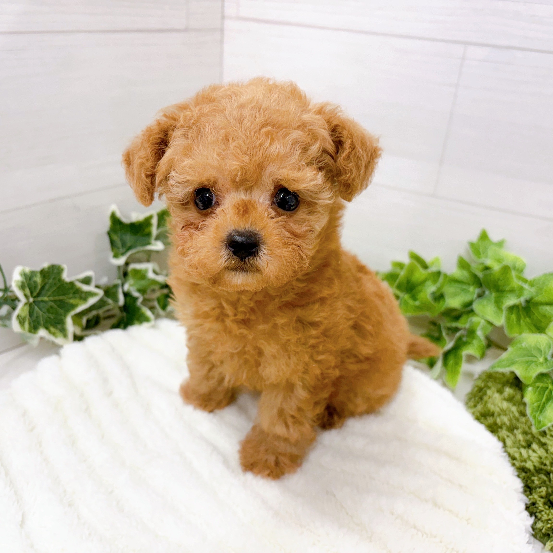 石川県のトイプードル(タイニー) (犬の家＆猫の里アミーゴ金沢おこばた店/2025年10月3日生まれ/男の子/アプリコット)の子犬の2枚目の画像