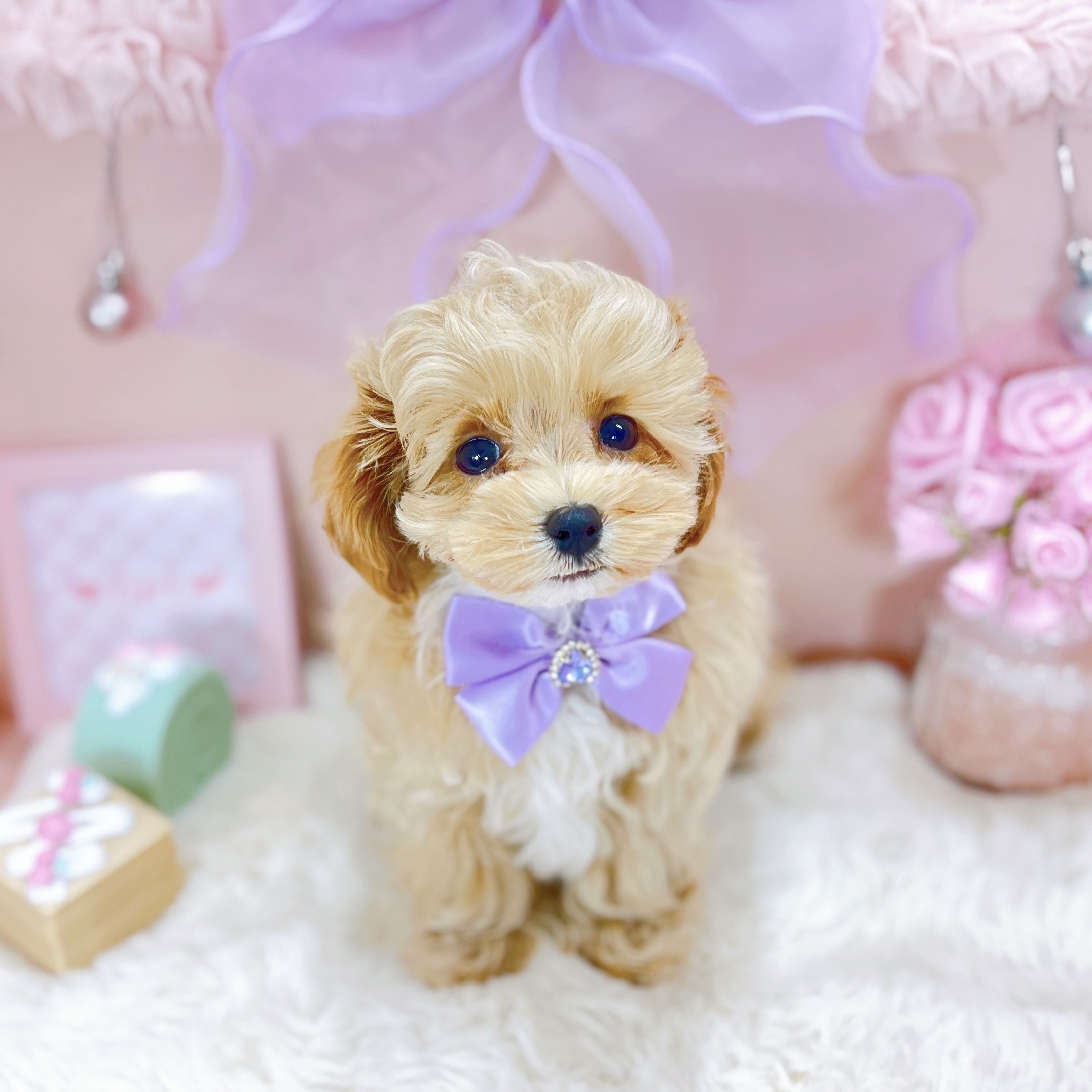 福井県のマルプー(マルチーズ×プードル) (犬の家＆猫の里アミーゴ福井大和田店/2025年10月9日生まれ/女の子/アプリコット)の子犬の2枚目の画像