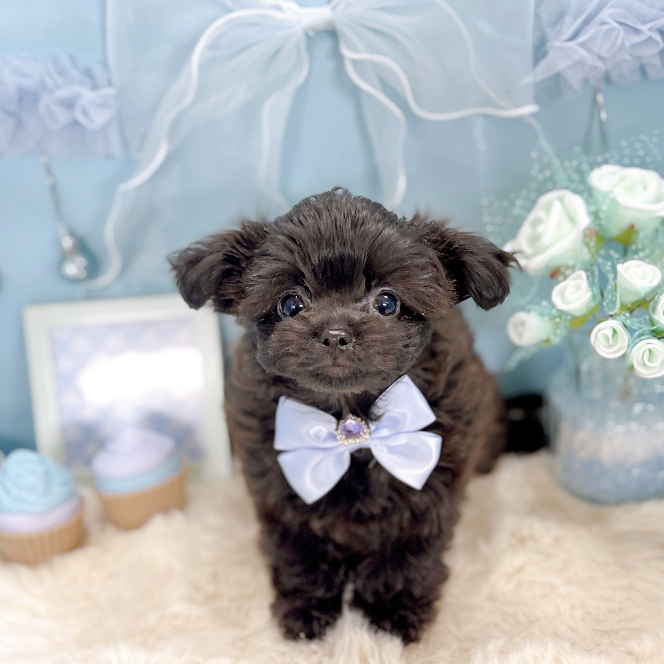 福井県のチワプー/プーチー(チワワ×プードル) (犬の家＆猫の里アミーゴ福井大和田店/2025年10月11日生まれ/男の子/ブラック)の子犬の2枚目の画像