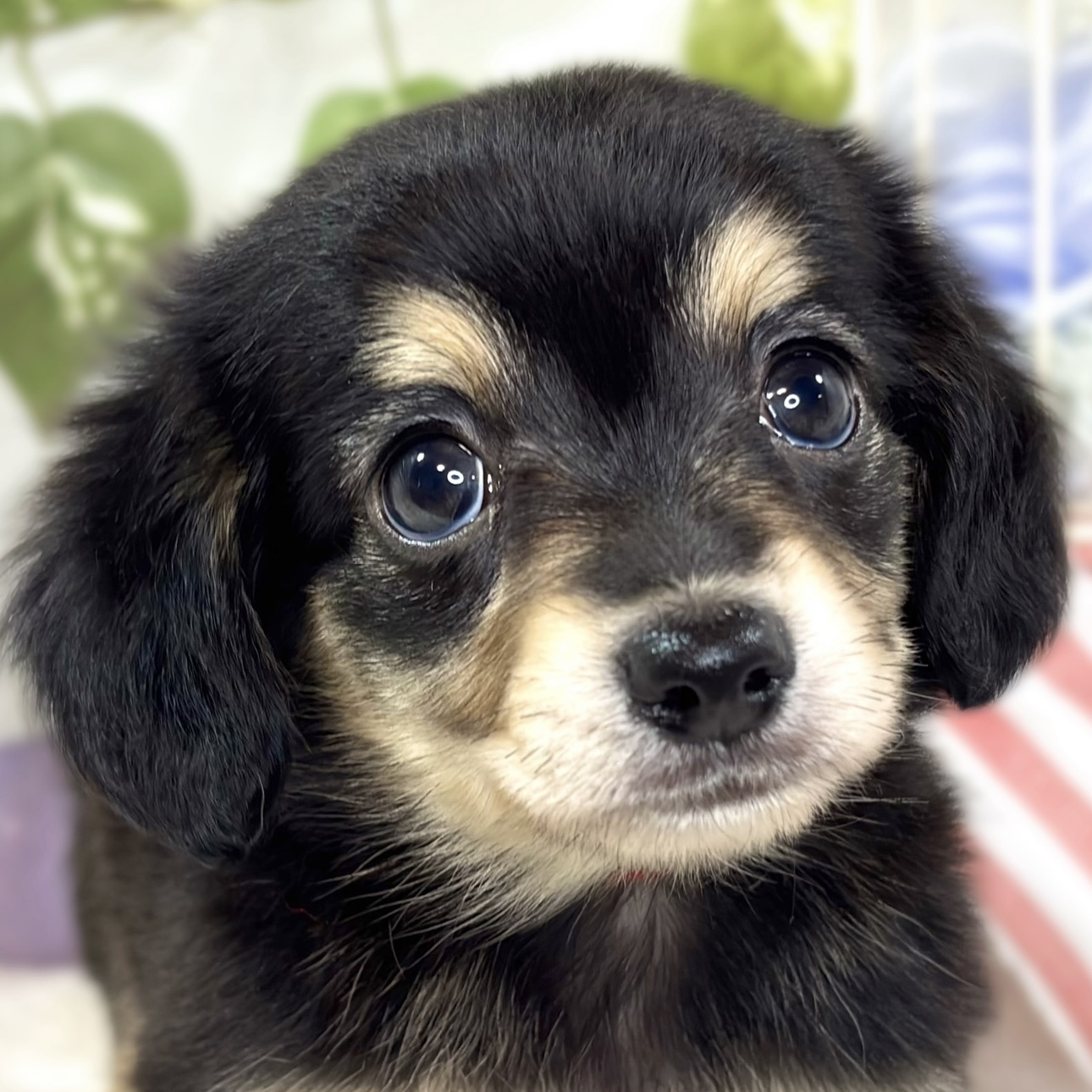 神奈川県のチワックス(チワワ×ダックス) (犬の家＆猫の里相模原店/2025年10月12日生まれ/男の子/ブラッククリーム)の子犬の1枚目の画像