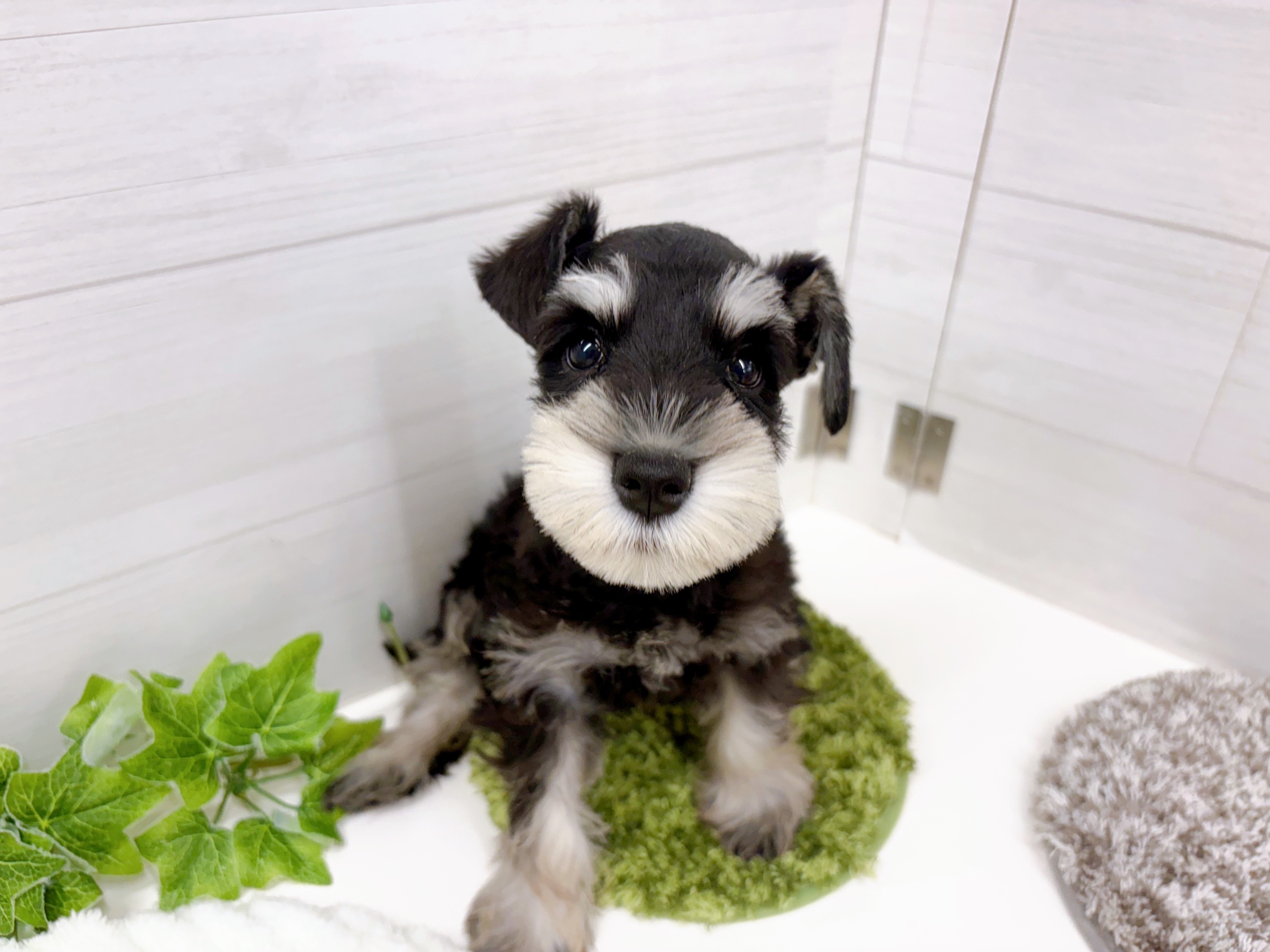 石川県のミニチュアシュナウザー (犬の家＆猫の里アミーゴ金沢おこばた店/2025年10月9日生まれ/女の子/ブラックシルバー)の子犬の2枚目の画像