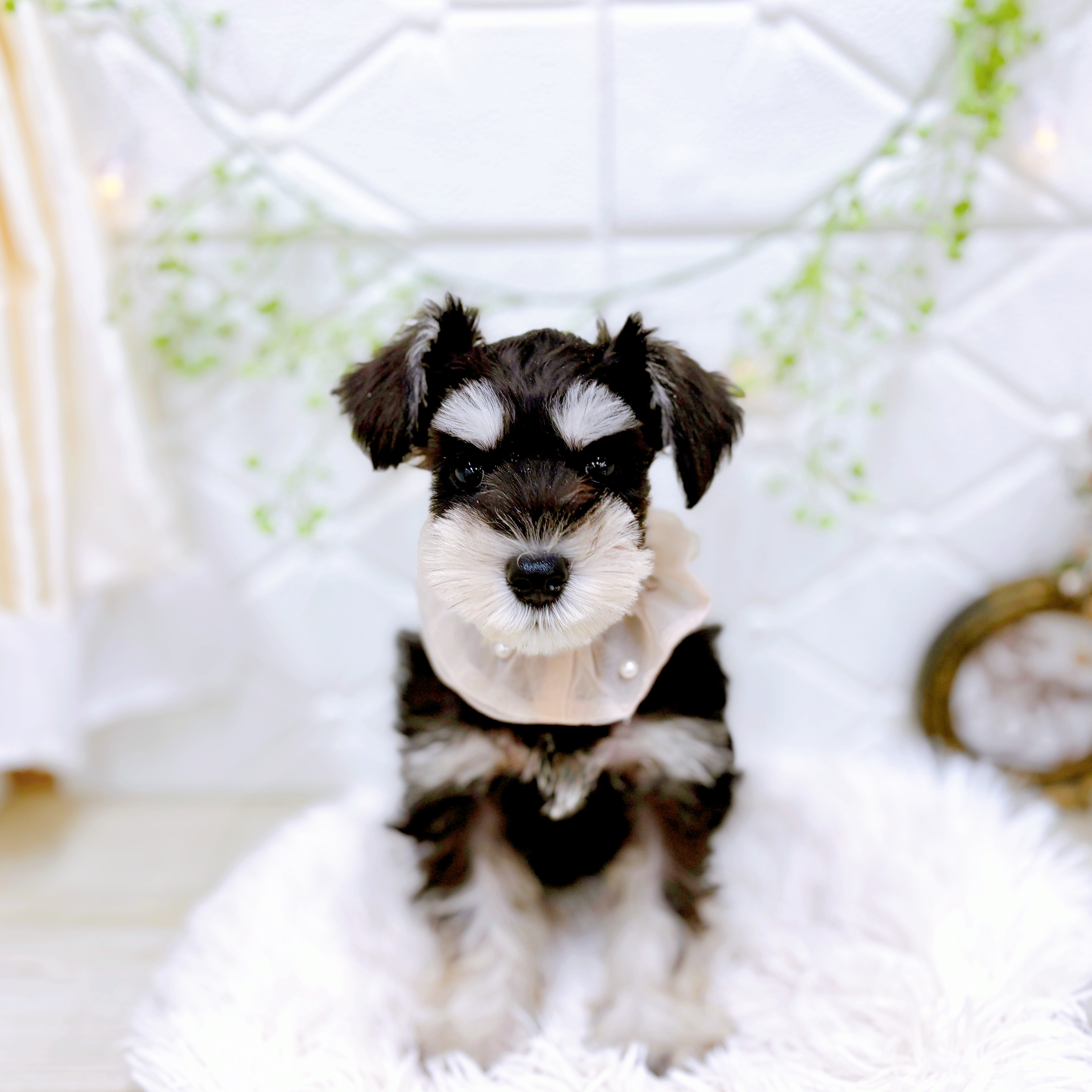 福井県のミニチュアシュナウザー (犬の家＆猫の里アミーゴ福井店/2025年10月11日生まれ/女の子/ブラックシルバー)の子犬の2枚目の画像