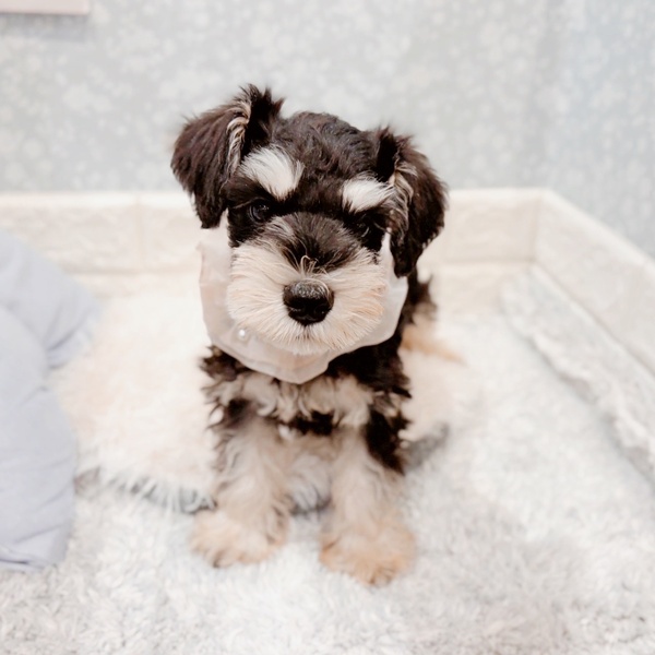 福井県のミニチュアシュナウザー (犬の家＆猫の里福井店/2025年10月11日生まれ/女の子/ブラックシルバー)の子犬の2枚目の画像