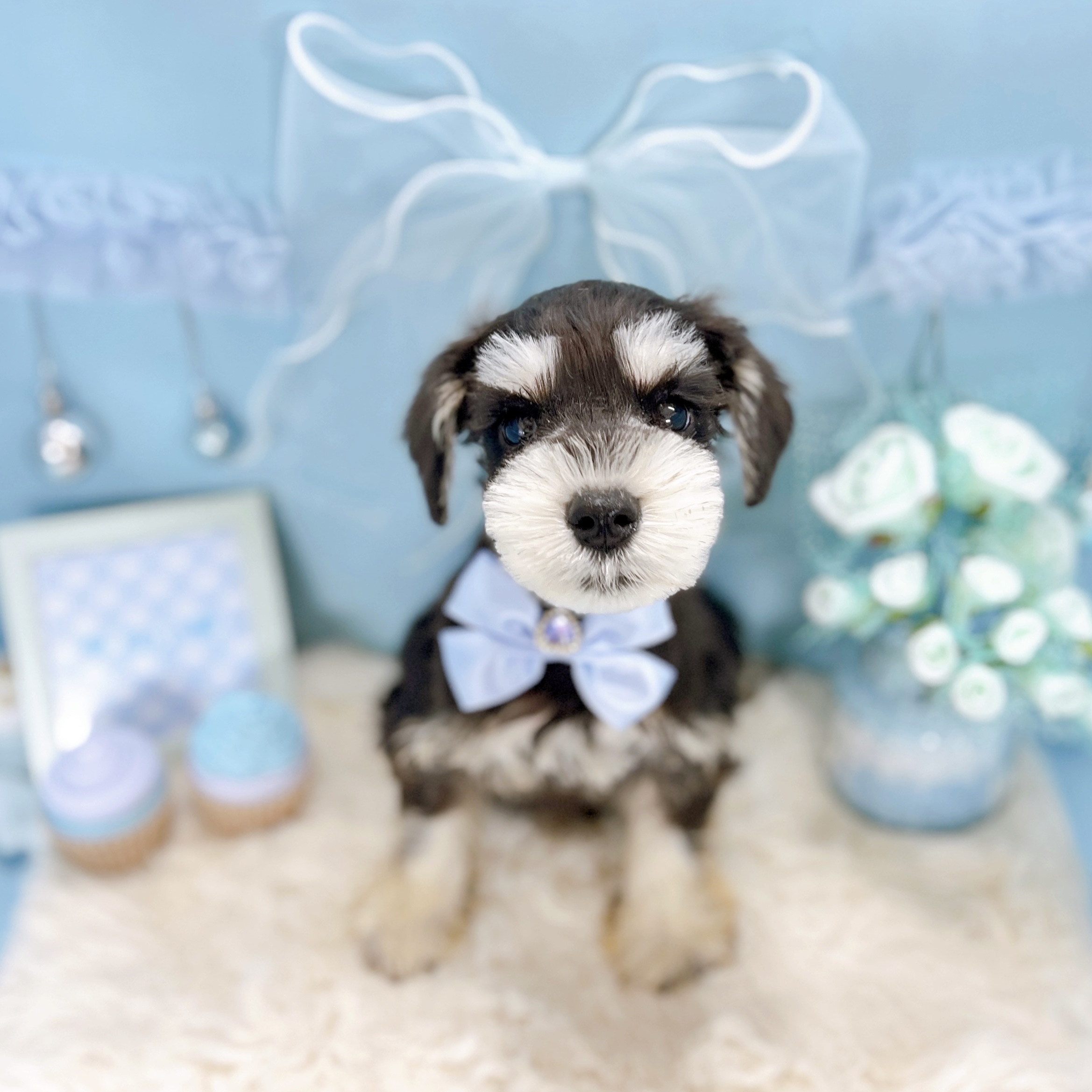 福井県のミニチュアシュナウザー (犬の家＆猫の里アミーゴ福井大和田店/2025年10月11日生まれ/男の子/ブラックシルバー)の子犬の2枚目の画像