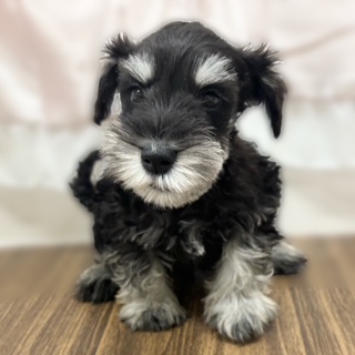 兵庫県のミニチュアシュナウザー (犬の家＆猫の里カナート西神戸店/2025年10月11日生まれ/男の子/ブラックシルバー)の子犬の2枚目の画像