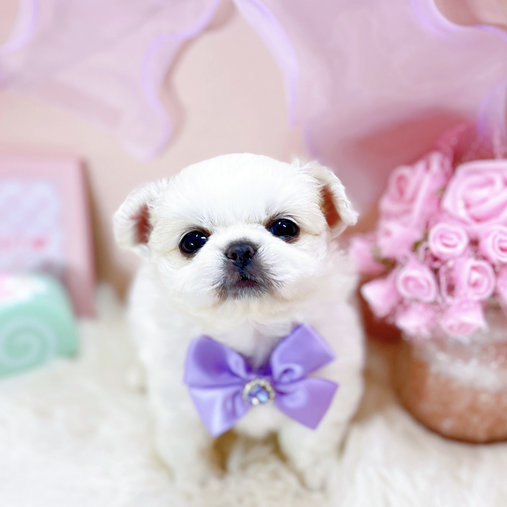 ハーフ犬女の子の写真