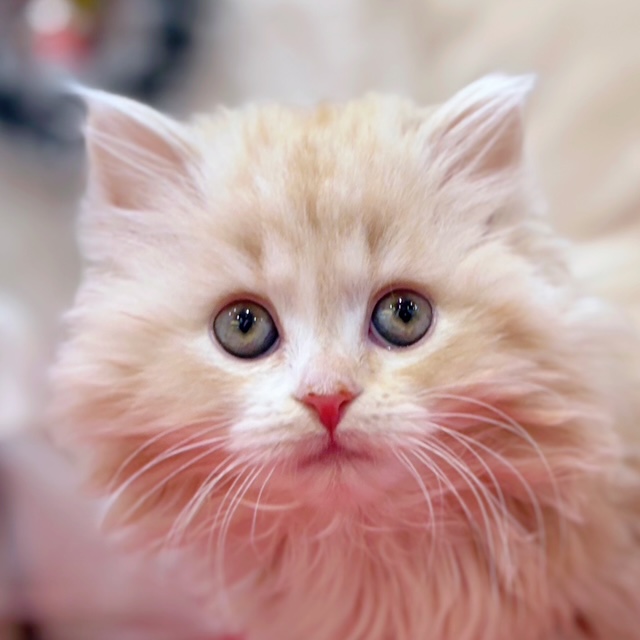 岡山県のスコティッシュフォールド (犬の家＆猫の里倉敷店/2025年10月10日生まれ/女の子/レッドタビーホワイト)の子猫の2枚目の画像