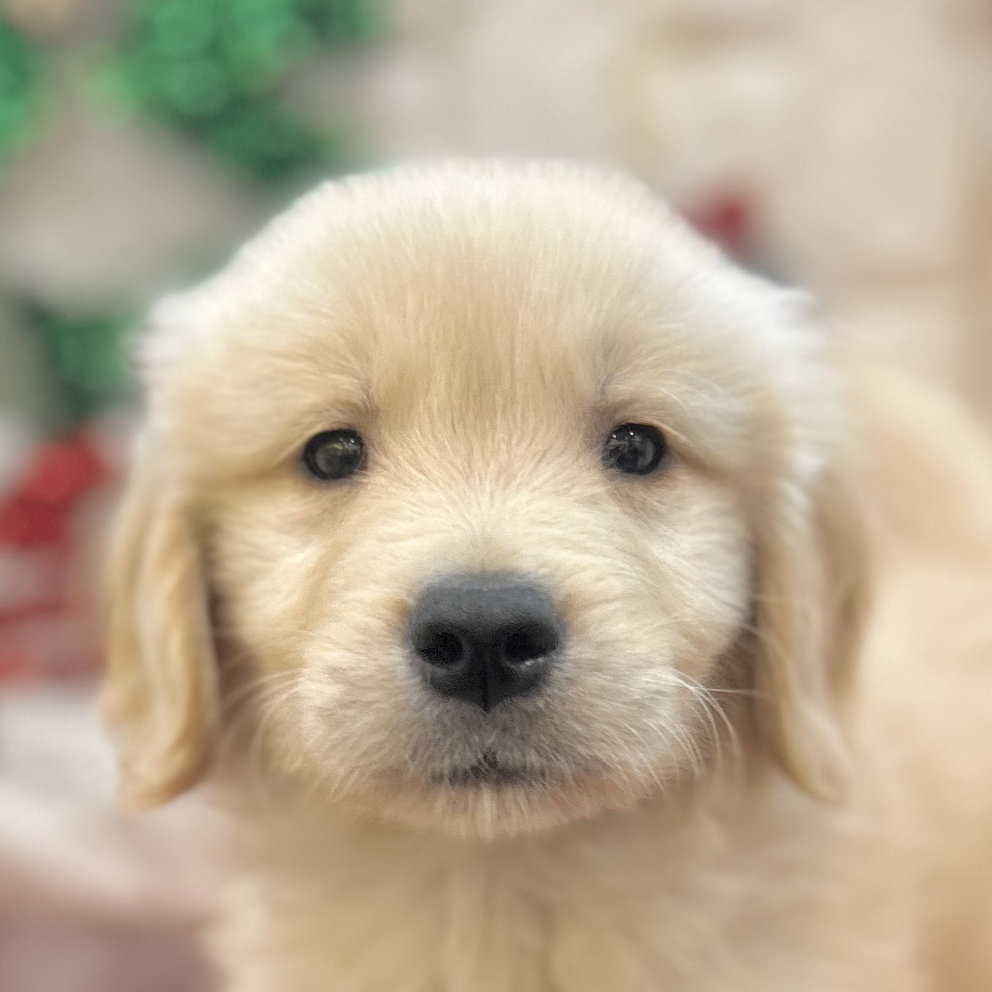 ゴールデンレトリバー男の子の写真