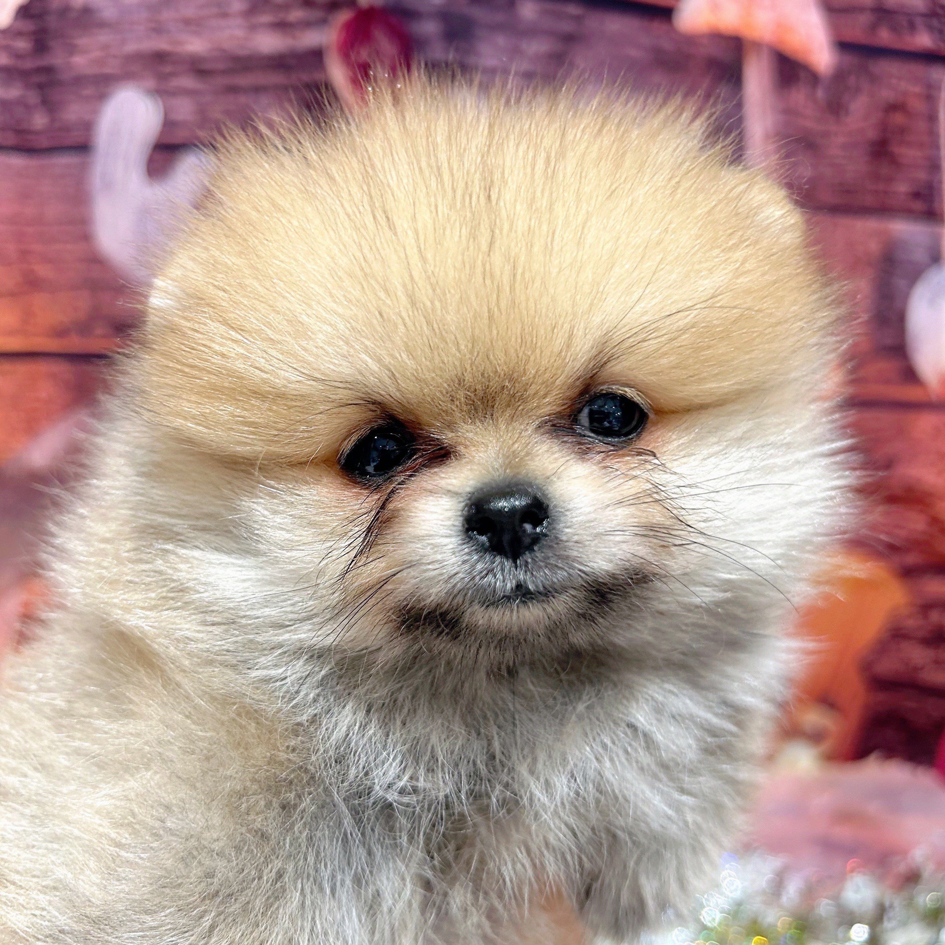 ポメラニアン女の子の写真