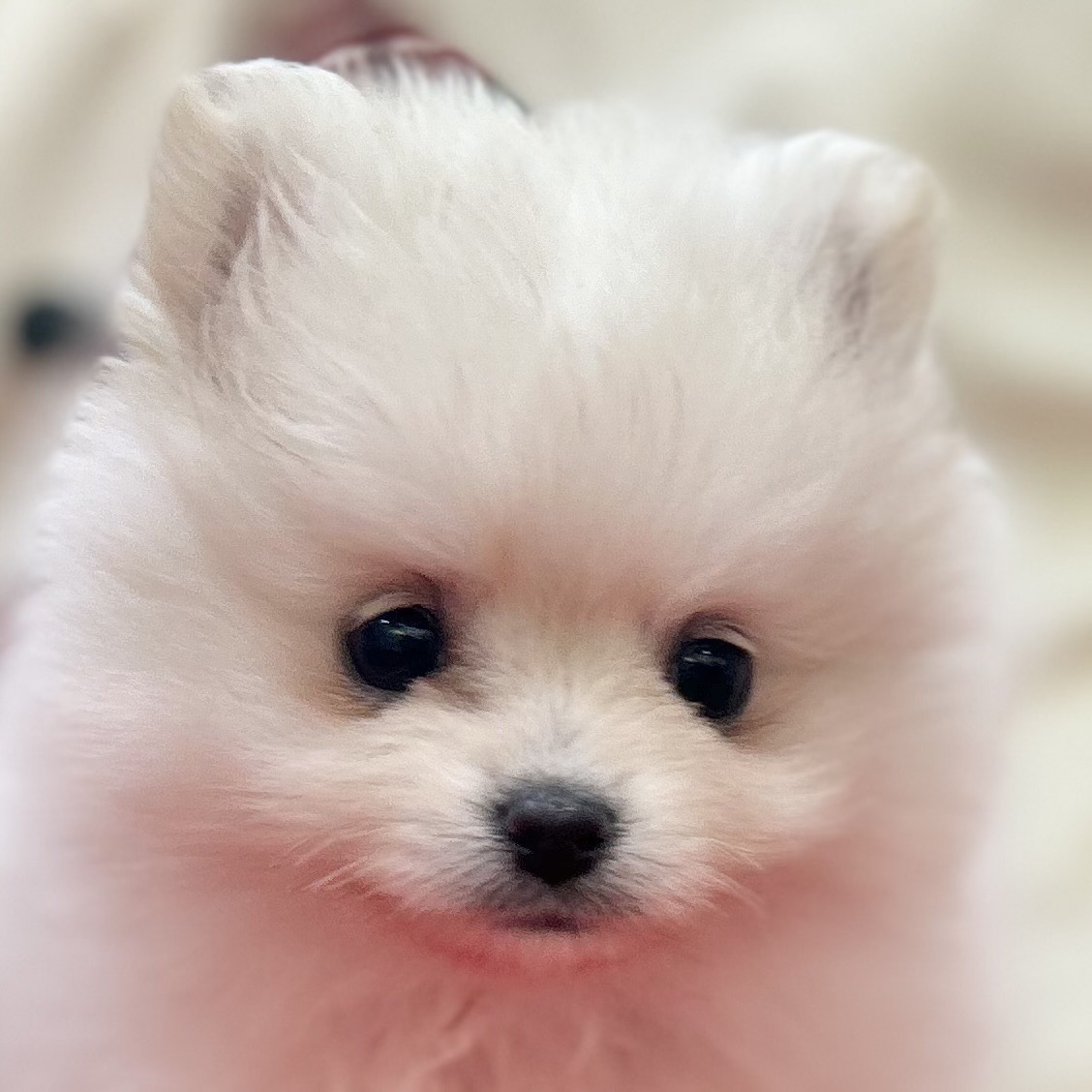 ポメラニアン女の子の写真