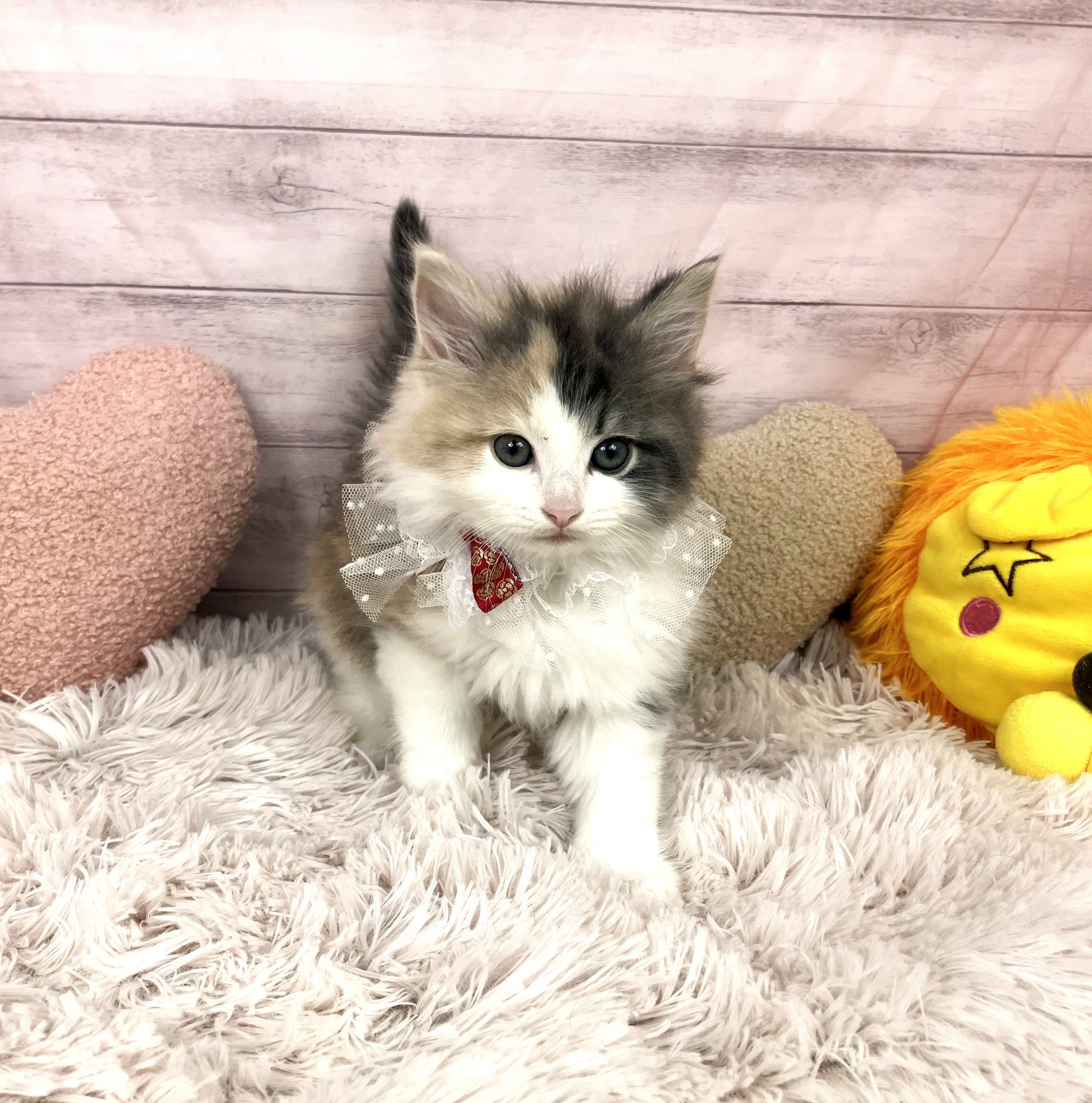 兵庫県のノルウェージャンフォレストキャット (犬の家＆猫の里川西店/2025年10月11日生まれ/女の子/ダイリュートキャリコ)の子猫の2枚目の画像